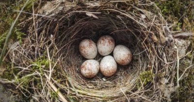 Robin nest with five eggs